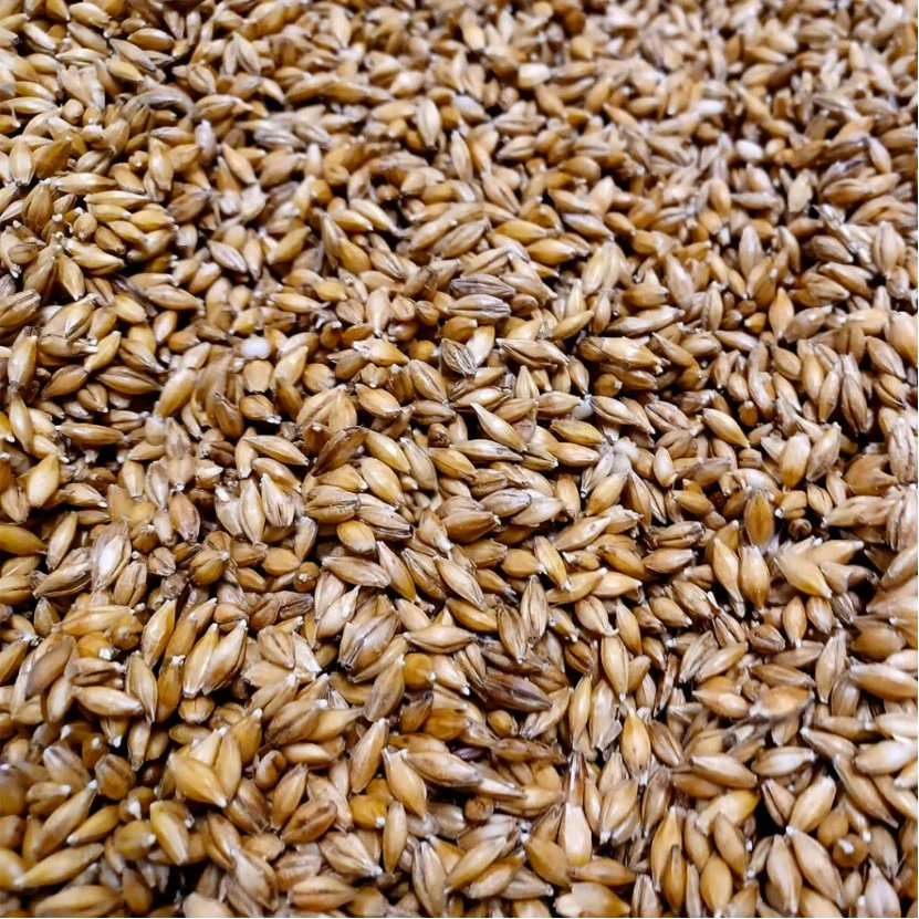Lacey Premium Brewer’s Malt