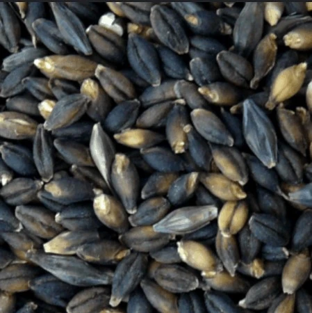 Black Barley