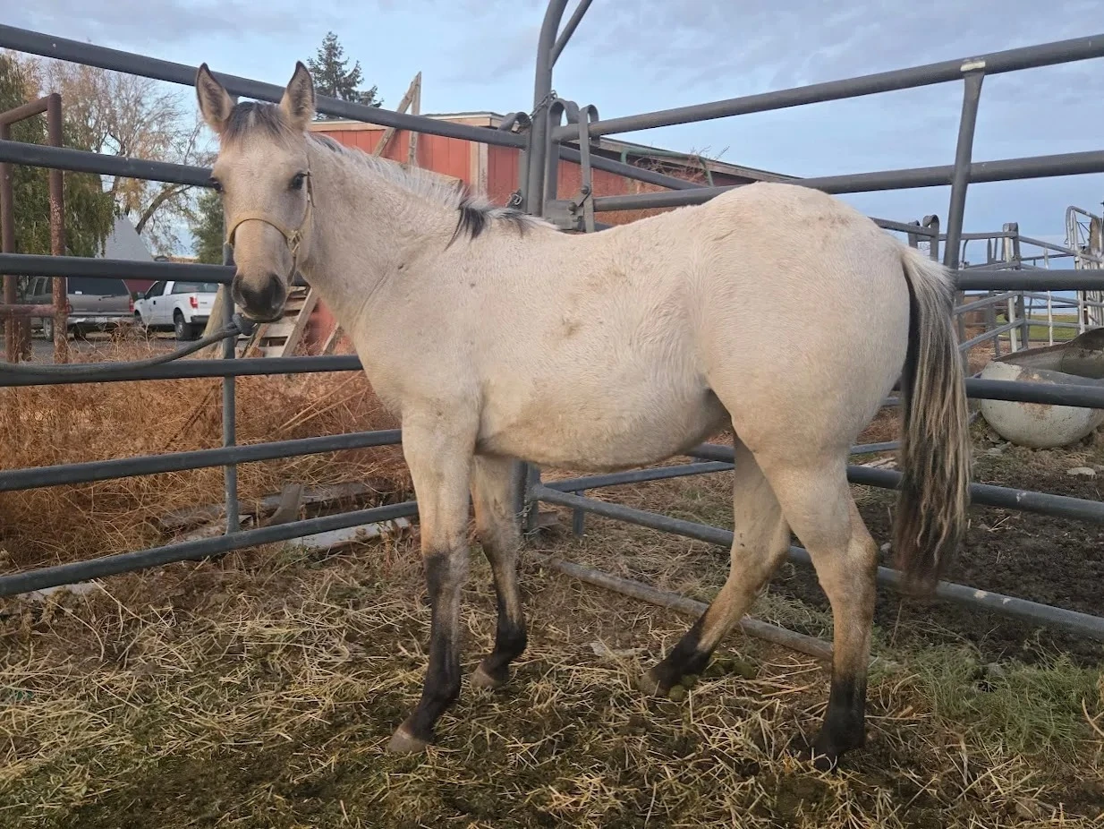 KT Sunset onthe Sage